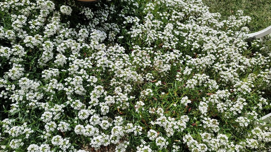 地面を埋め尽くすスーパーアリッサム。実は一株植えただけです
