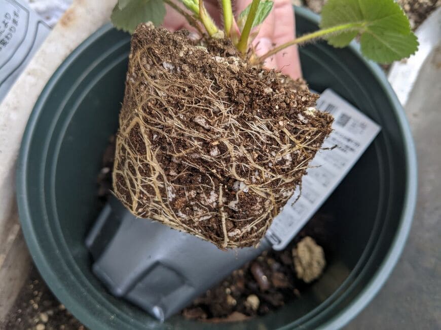 セリア、プラスチックプランター丸型大20cmレビュー写真