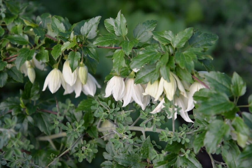 気品のある美しい花を咲かせるクレマチス