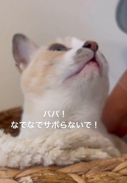 かごに入っている猫