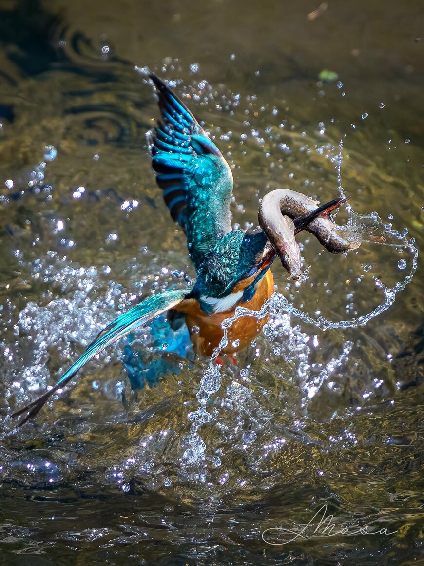 ドジョウを捕まえたカワセミ