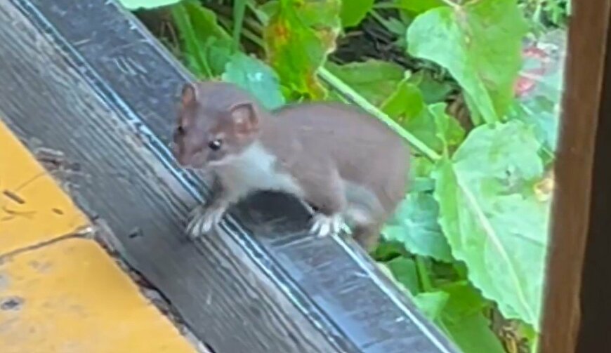 かわいらしいオコジョ