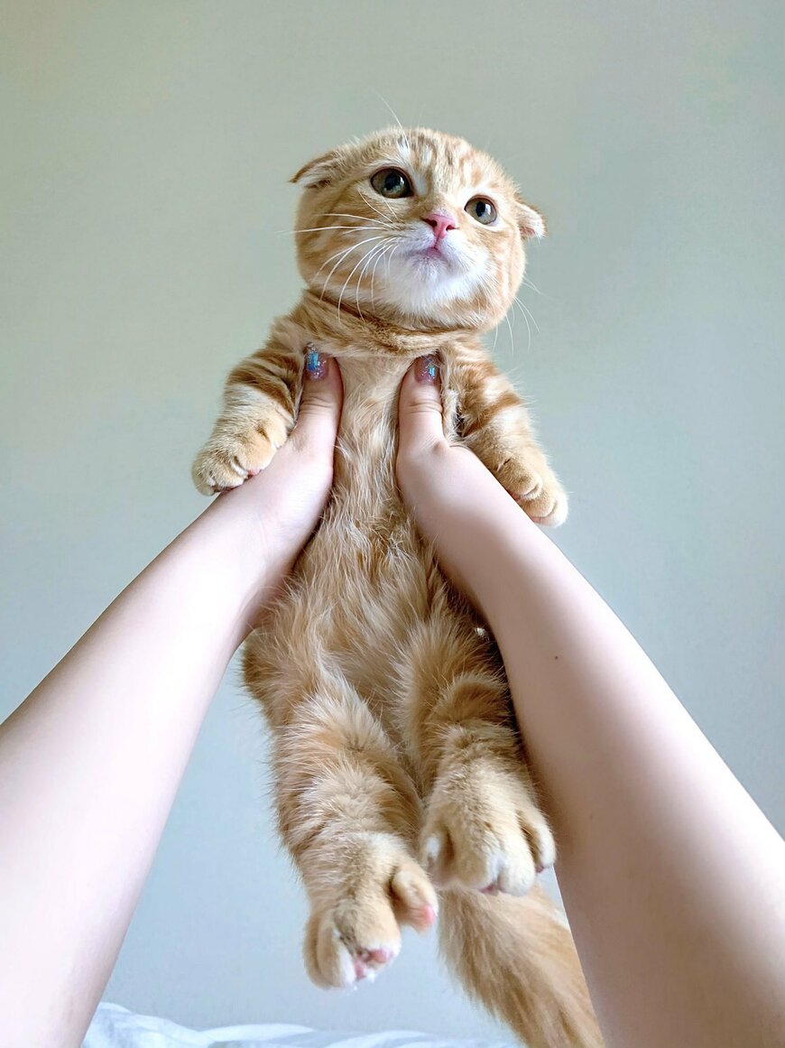 高々と掲げられた猫ちゃん