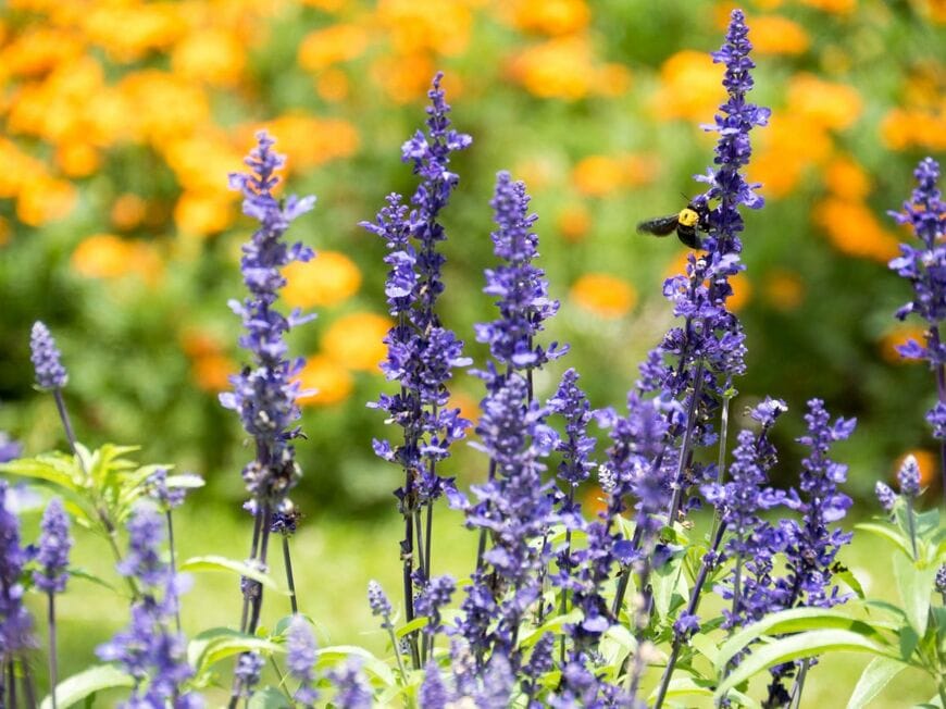 青紫のサルビアの花