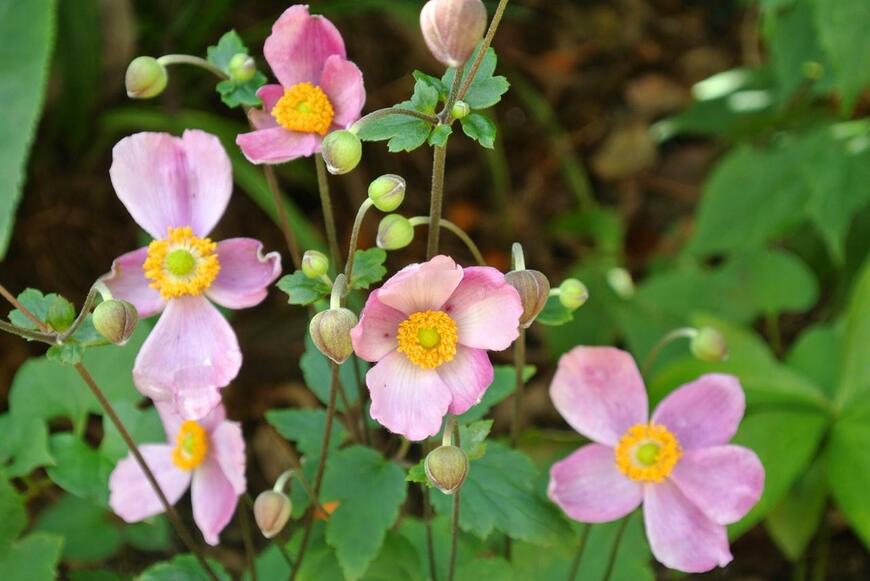 淡いピンク色の花を咲かせるシュウメイギク