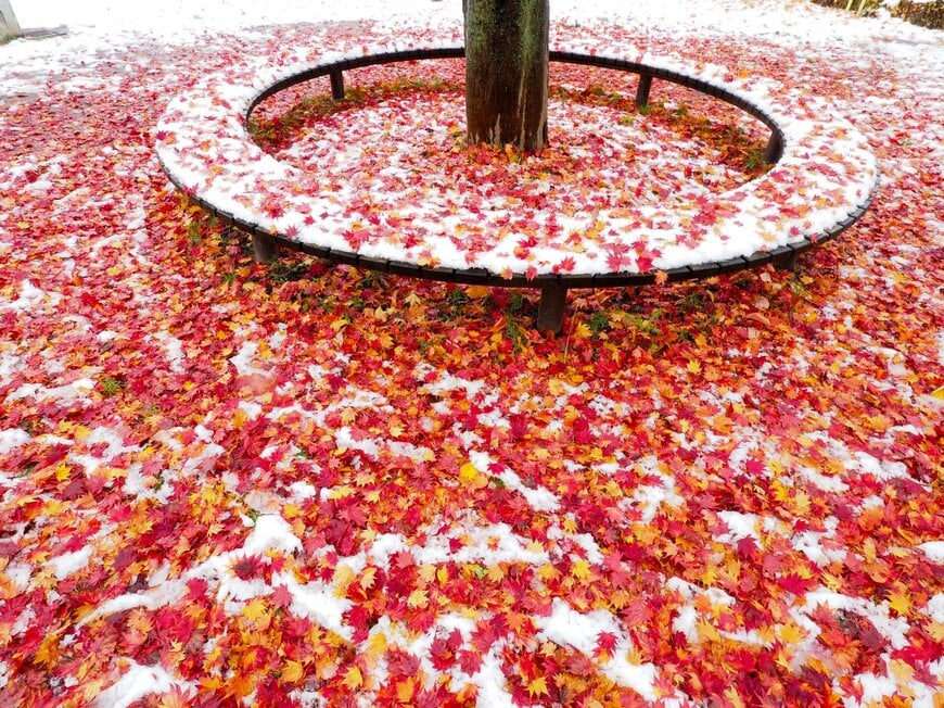 雪の上に広がる美しい落ち葉