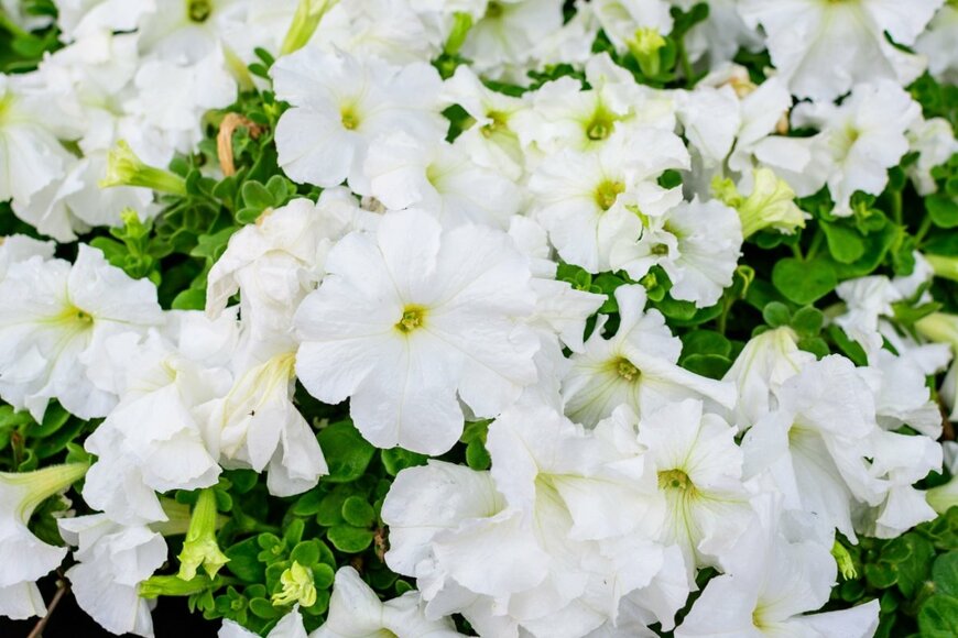 白いペチュニアの花が咲いている