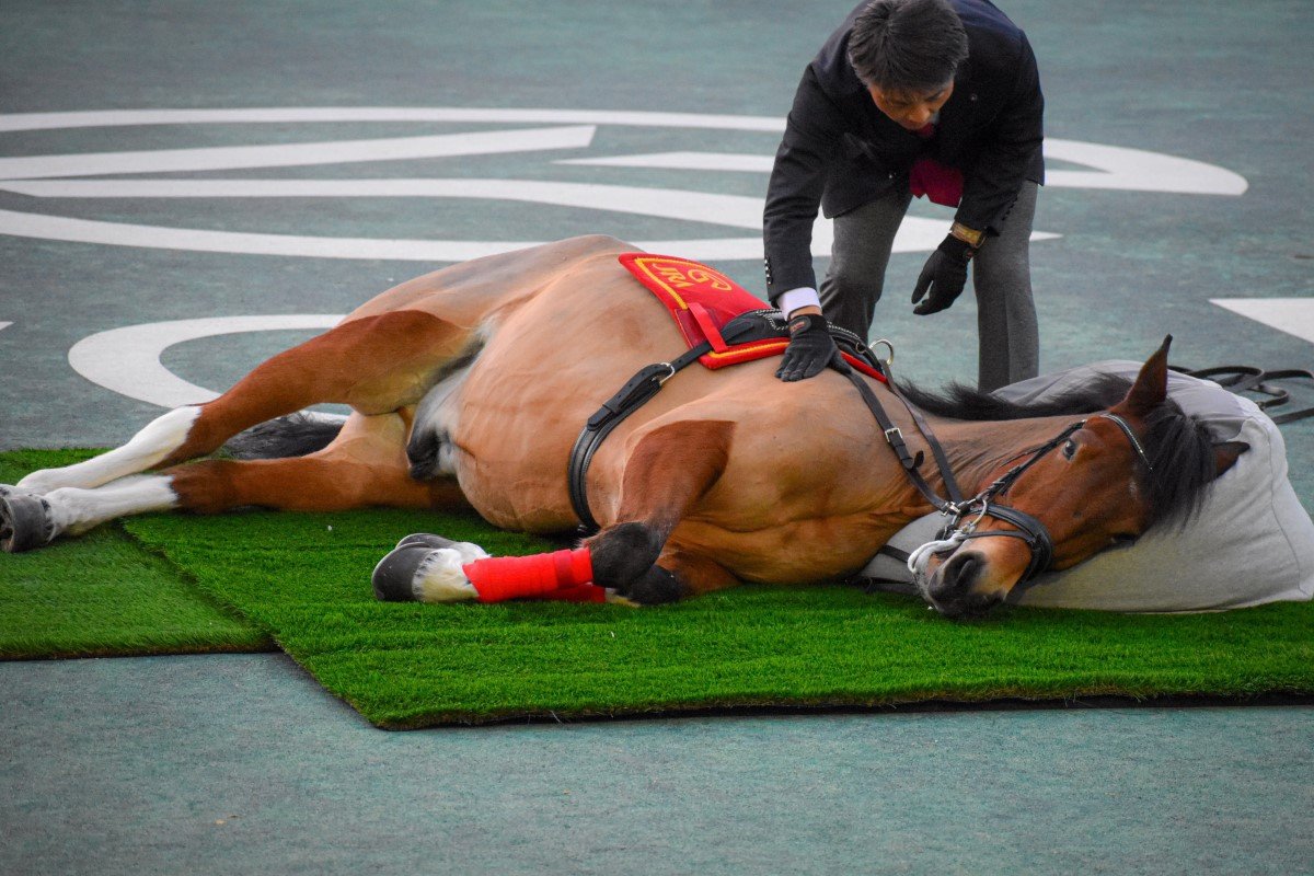 JRA・中京競馬場で撮影された「ビーズクッションでくつろぐ馬」ネット ...