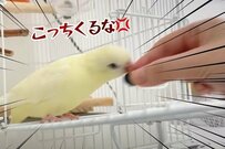 【なぜ怒った？】おやつに「ブチギレるインコ」　まさかの姿に「迫力がすごい」