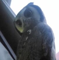 「お家警備員のフクロウ」外を見つめて任務遂行！　やり切ったような表情が可愛すぎる