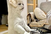 自信満々でボードゲームに参加した犬　「やっぱり」と言いたくなる光景に笑ってしまう