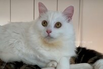 どうしても兄貴と一緒に寝たい猫　大胆すぎるポジショニングに和む