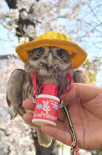 【可愛すぎて無理】フクロウが春の遠足、しかも幼稚園児のコスチューム！？「萌え」「とってもお似合い」など反響続々