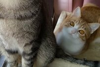 「姫を護衛する騎士」童話のような美しさの保護猫達に1万いいね