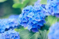 6月15日は年金支給日、この日「年金生活者支援給付金」も支給されるのはどんな要件を満たす人？給付基準額は月額5620円《老齢・障害・遺族》基礎年金受給者は要チェック