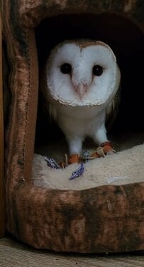 【おしゃべりするフクロウ】飼い主さんを見つめながら「きゅるるる……」話し上手な姿に「たまらない」の声