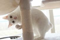 全身で「喜びを表現」をする猫の思わず二度見　人間のようなガッツポーズが話題に