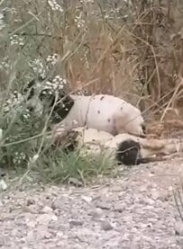 道端に捨てられた2匹の子犬。亡くなった兄弟に寄り添い何日も生き延びた1匹に回復を祈る声