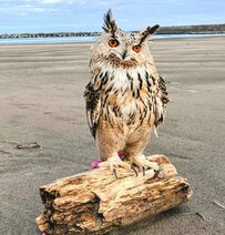 【海でまったり過ごすフクロウ】海風に吹かれて飼い主と過ごす姿にSNSでは「可愛い」と反響続々