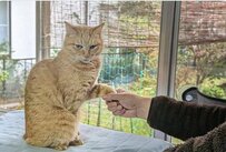 「めんどくさ」人間からの握手に応える猫様の表情が話題！ビジネス感満載なお顔が笑える
