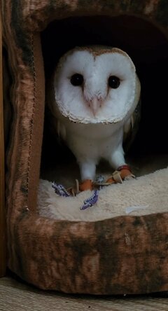 【おしゃべりするフクロウ】飼い主さんを見つめながら「きゅるるる……」話し上手な姿に「たまらない」の声