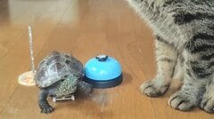 「ずっと猫の真似してる」ベルを鳴らす猫と亀の異種コンビの日常にほっこり