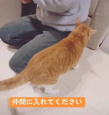 構って攻撃が成功した猫の「ドヤ顔」が可愛すぎて悶絶！構ってアピの