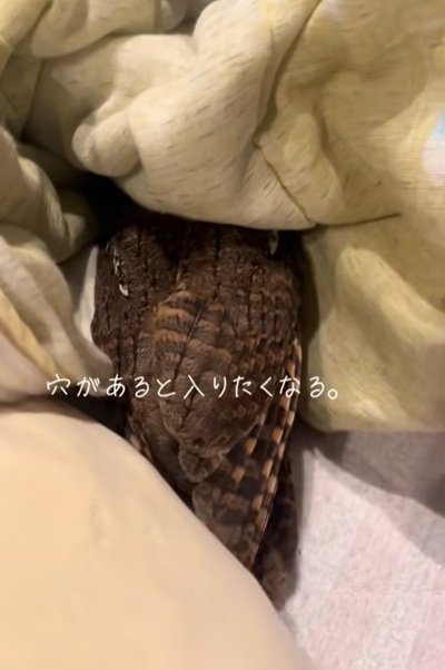 布団でできた穴に入るカカオちゃん