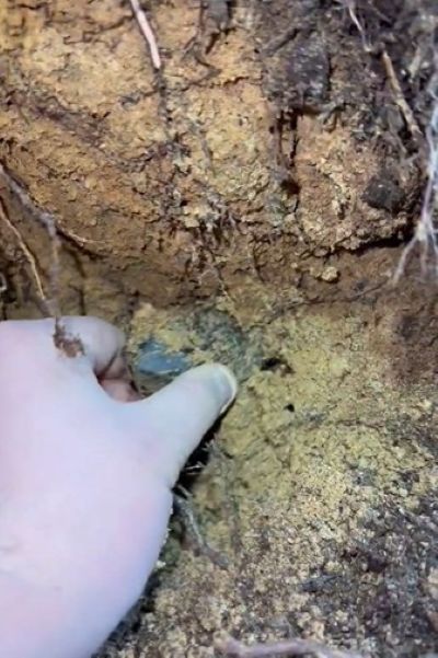 大きな水晶が顔を出しているようですが……