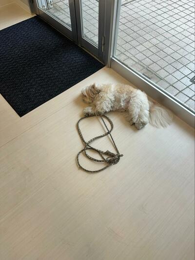 ドアの前で倒れている犬