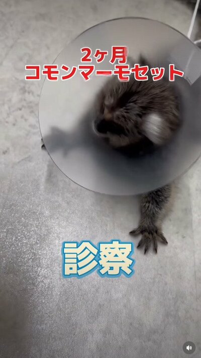 生後2ヶ月のコモンマーモセットが来院