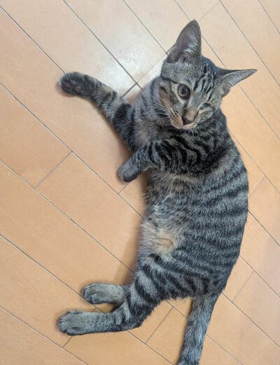 普段のつむぎちゃん