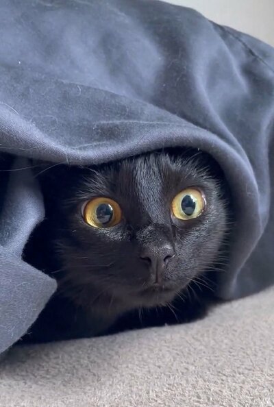 投稿動画のワンシーン