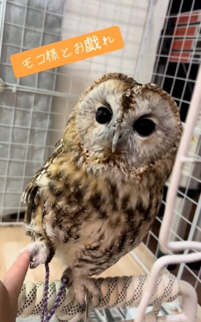 投稿動画のワンシーン