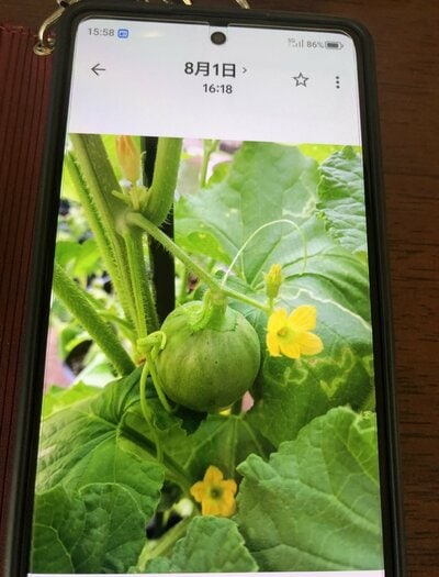 しっかりと実がなっています