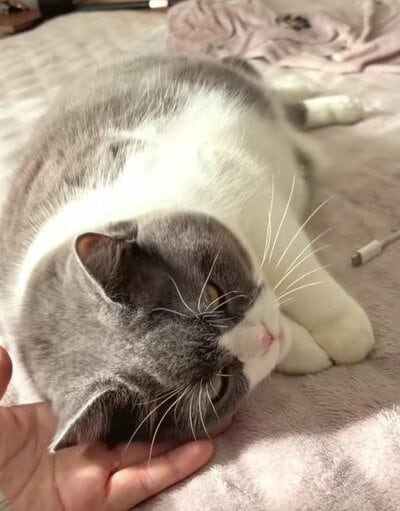 飼い主さんにスリスリするまるちゃん