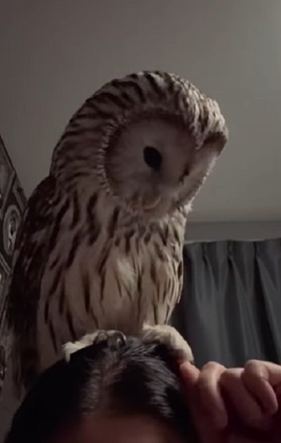 投稿動画のワンシーン