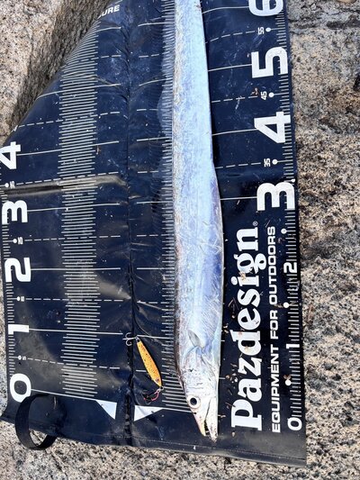 デカ太刀魚は80cmあったそうです