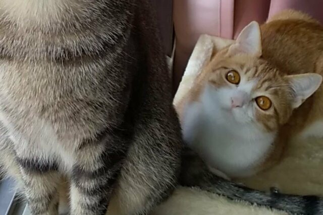 「姫を護衛する騎士」童話のような美しさの保護猫達に1万いいね