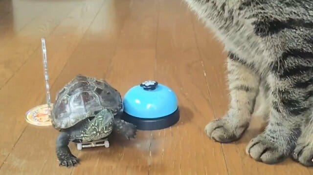 「ずっと猫の真似してる」ベルを鳴らす猫と亀の異種コンビの日常にほっこり