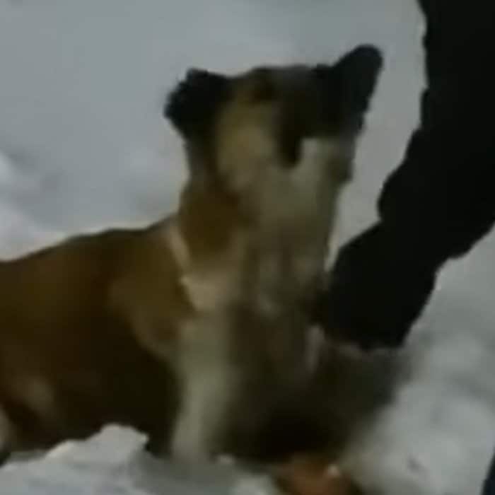 マイナス20度の極寒に放置された犬を救助、見違えるように回復した姿に心打たれる