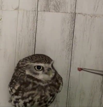 【お泊り中のフクロウ】置き餌しか食べないと思ったら→意外な行動に笑ってしまう！