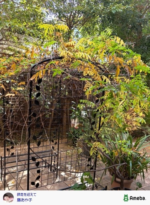 出所：藤あや子のAmeba公式ブログ　参照日：2025年12月8日