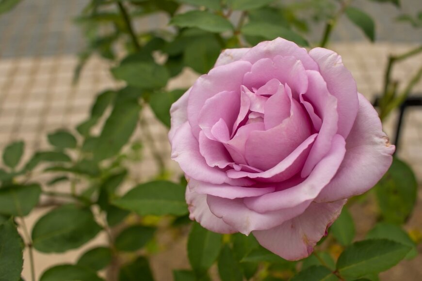 Eiko Tsuchiya/shutterstock.com