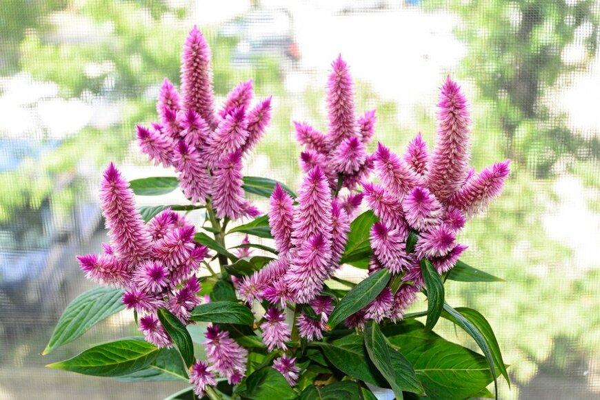 ncristian/istockphoto.com