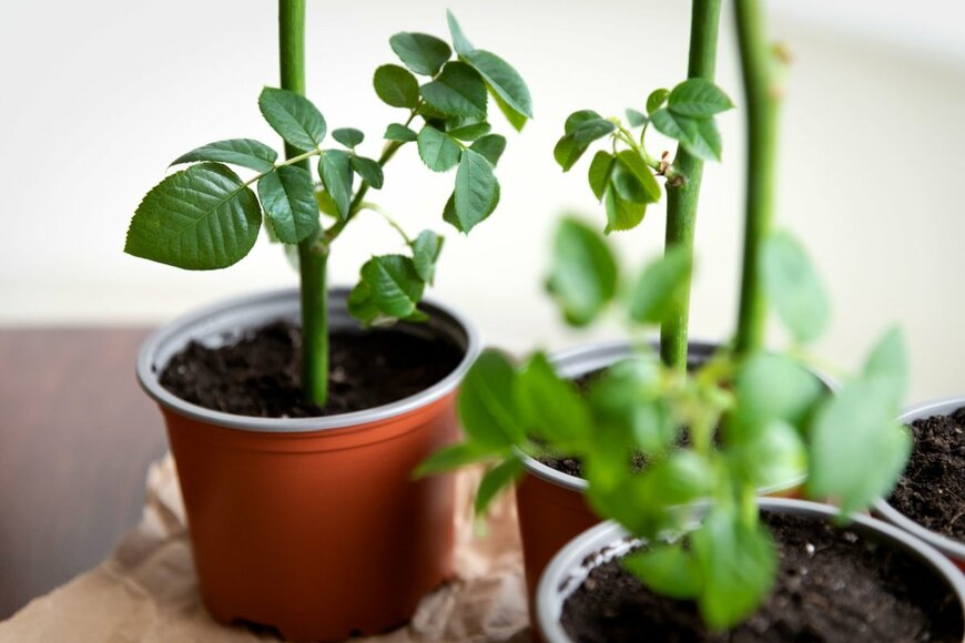 Kokhan O/shutterstock.com