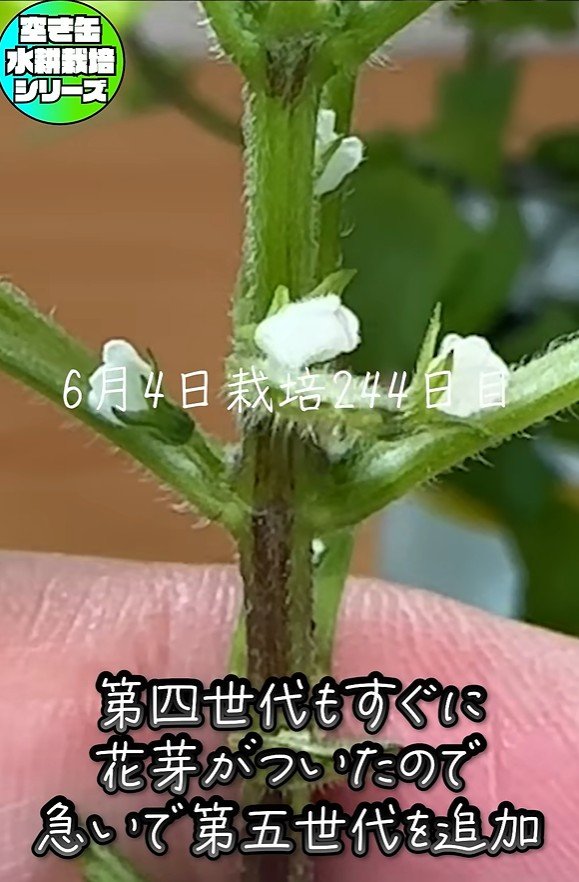 出所：@mikanbo-ya1987