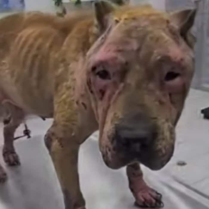 暗いガレージに閉じ込められていた犬を保護　「ゆっくりと回復していく姿」に感動広がる