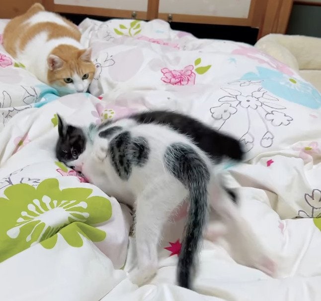 出所：@hikaitimilky