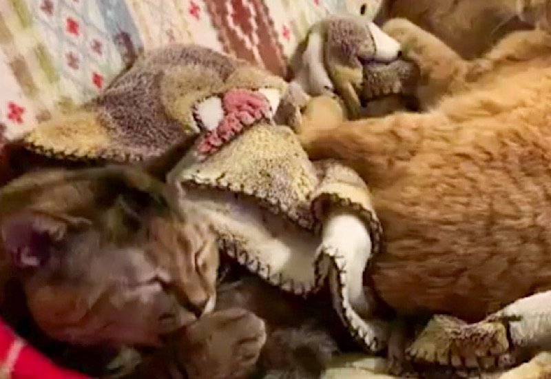 出所：@Adonis_Beginner